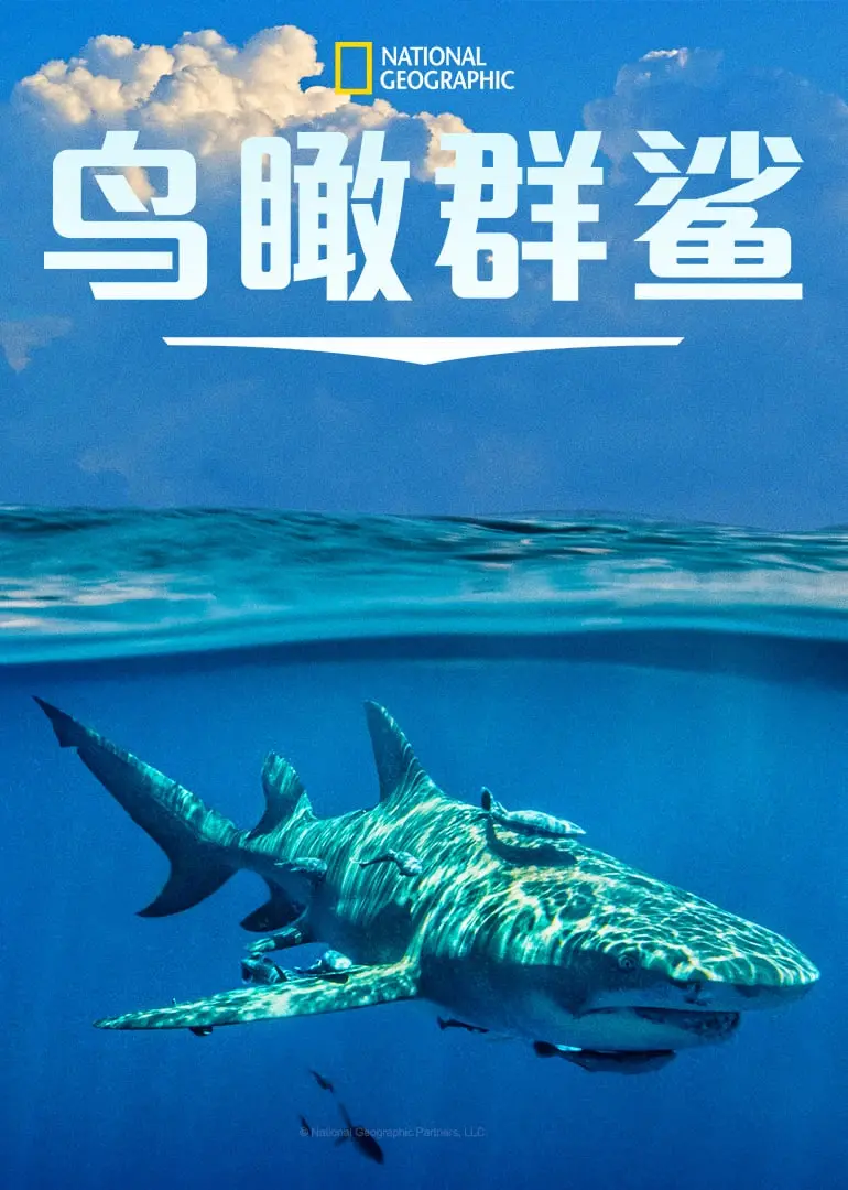 《鸟瞰群鲨》：深海恐惧的极致体验，一场关于生存与人性的惊悚对决